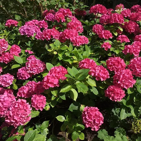 Scholien Сasa de vacaciones Otterndorf