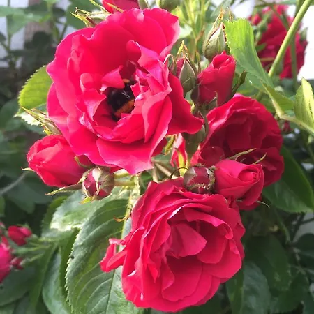 Scholien * Otterndorf