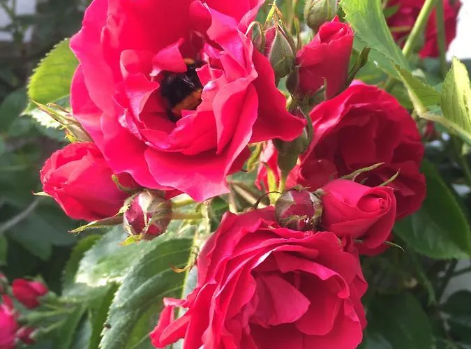 Scholien * 奥滕多夫