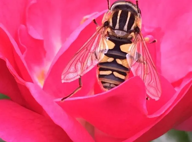 Scholien 奥滕多夫